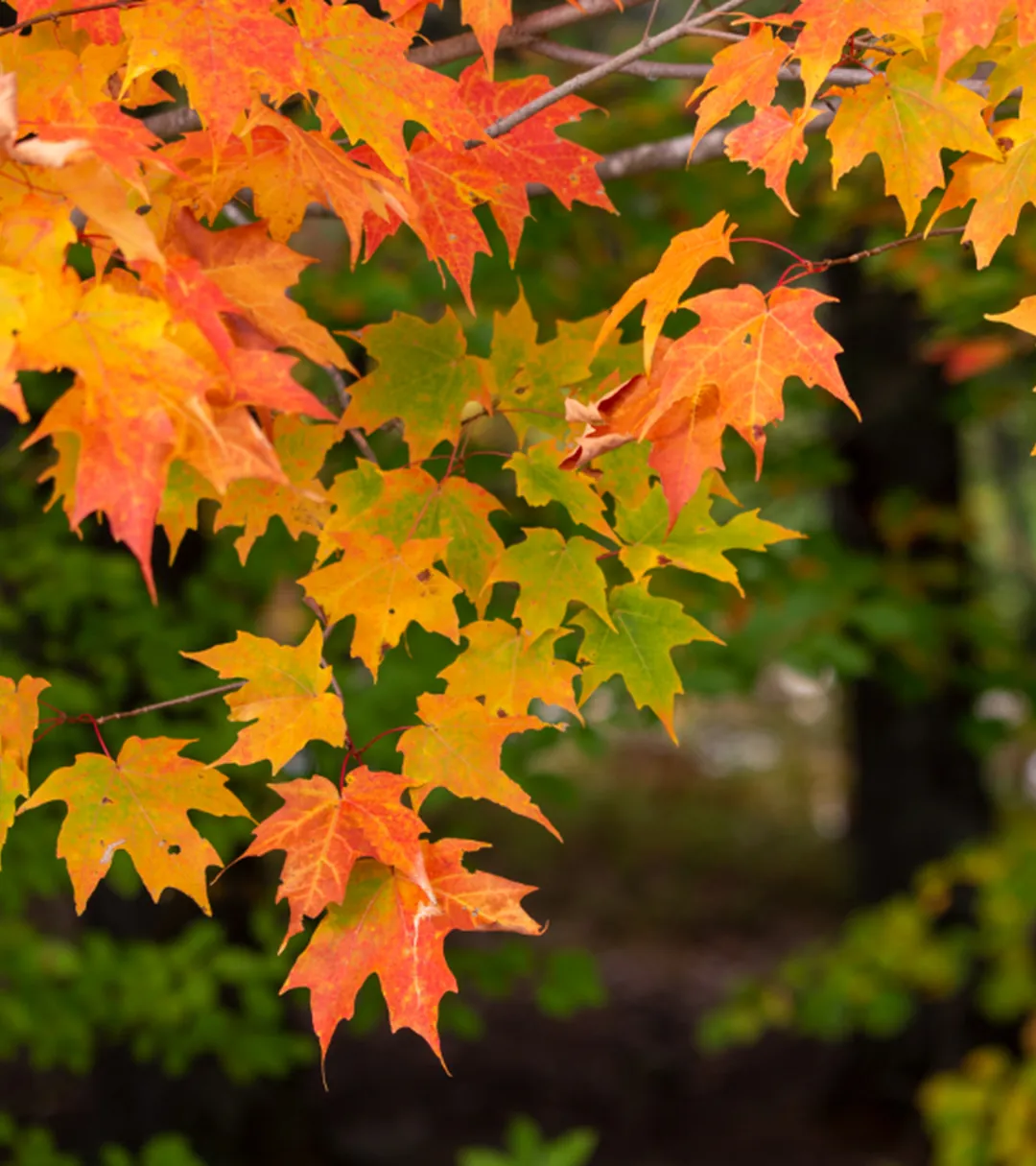 Feuilles d'érable en automne au Canada, symbole du projet d'immigration avec IMIGO
